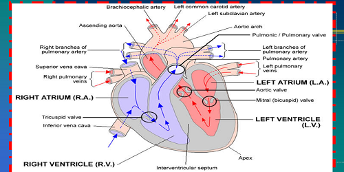 پاورپوینت جامع آناتومی و فیزیولوژی قلب و بیماریهای های قلب